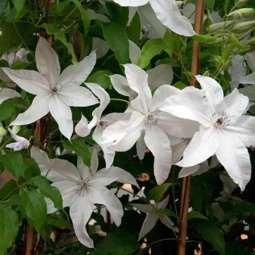 Waldrebe, großblumig, weiß