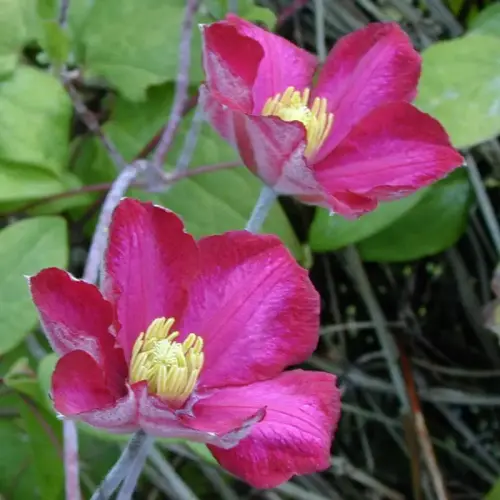 Waldrebe, großblumig, rot