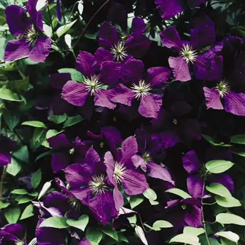 Waldrebe, großblumig, blau