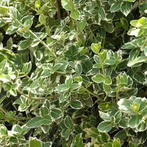 Spindelstrauch, weiß-grün