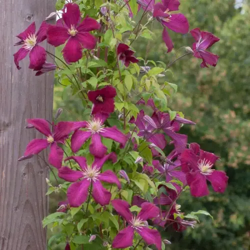 Italienische Waldrebe