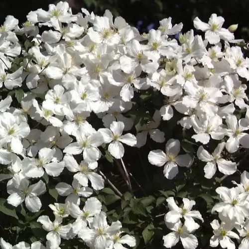 Anemonen-Waldrebe, weiß