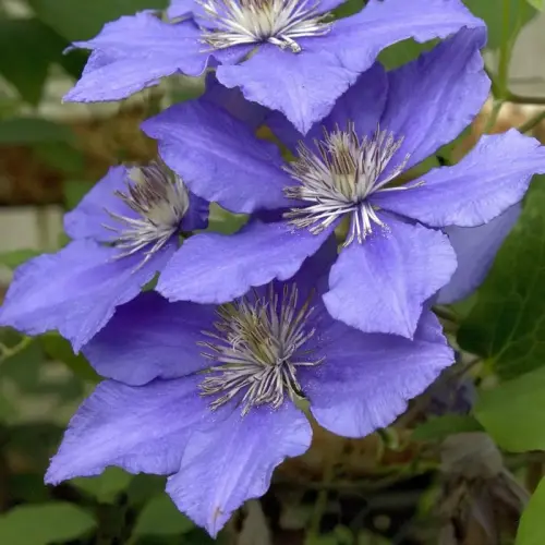 Clematis 'Eyres Gift'