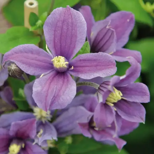 Ganzblättrige Waldrebe