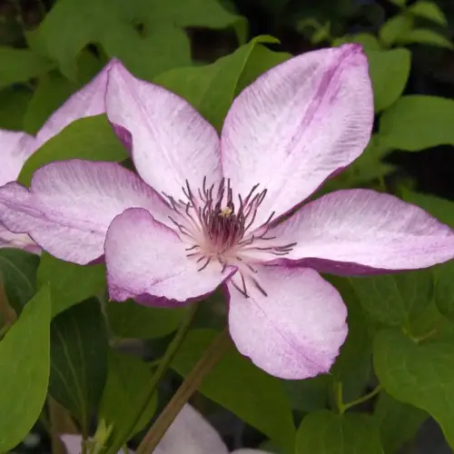 Clematis 'Omoshiro'