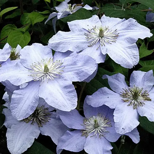 Clematis 'Silver Moon'