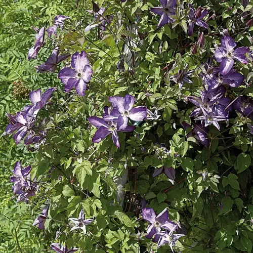 Italienische Waldrebe, violett