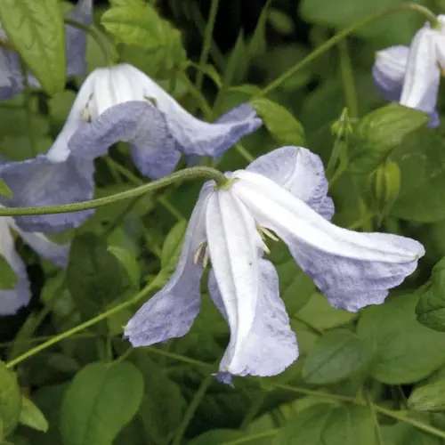 Italienische Waldrebe, fliederfarben