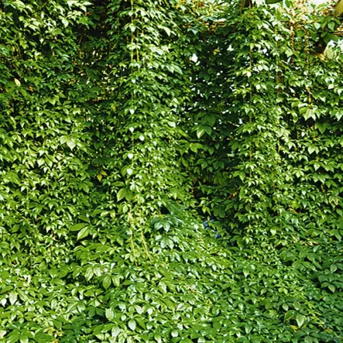 Wilder Engelmanns-Wein