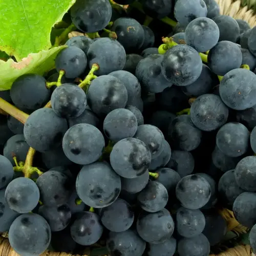 Wein, Tafeltraube, blau