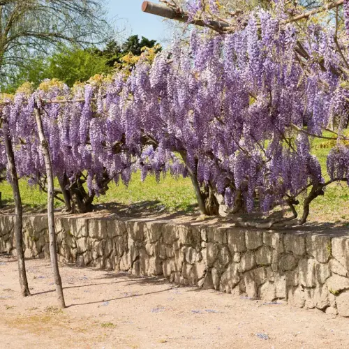 Blauregen, Glyzine, blau