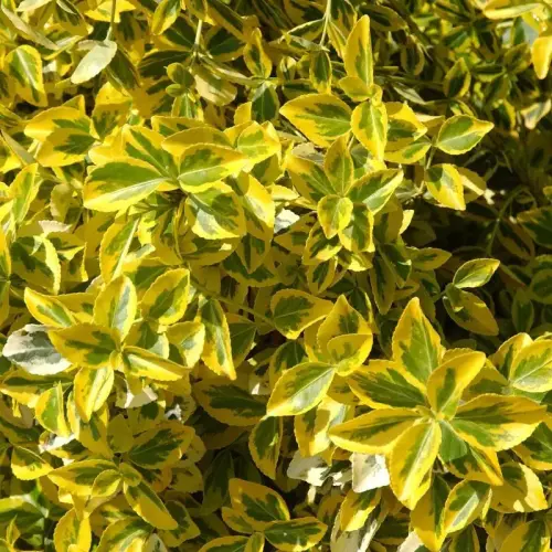 Spindelstrauch, gelb/grün