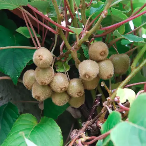 Kiwi