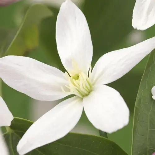 Immergrüne Waldrebe