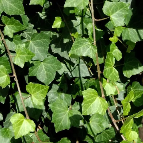 Efeu, großblättrig