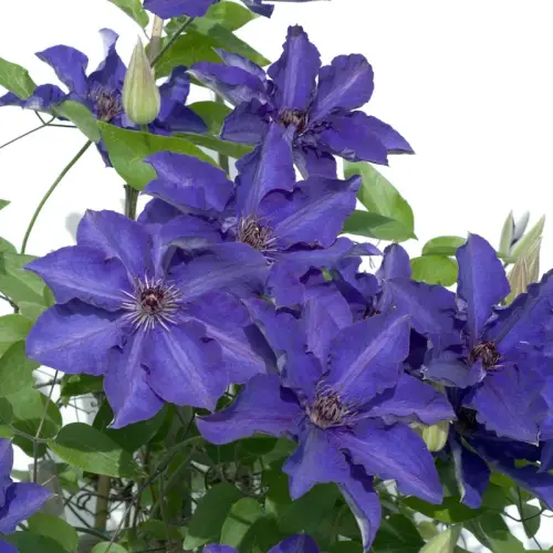 Bunte Kletterpflanzen