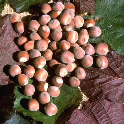 Haselnuss, rotlaubig