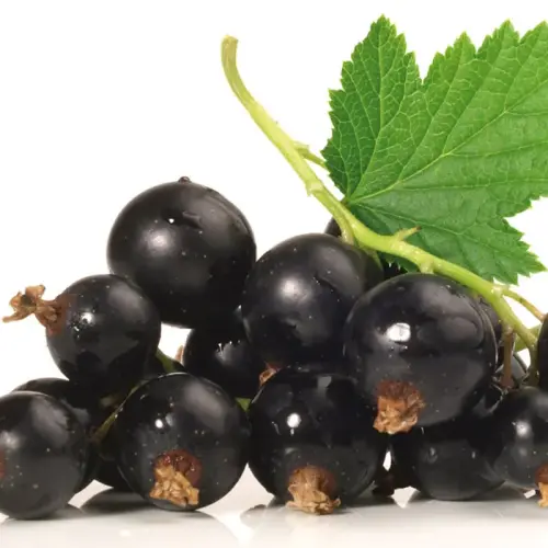 Schwarze Johannisbeere, früh