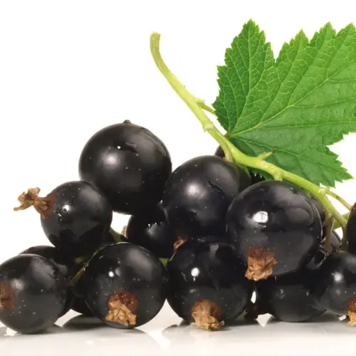 Schwarze Johannisbeere, früh