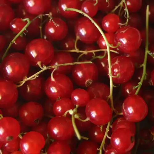 Rote Johannisbeere, früh