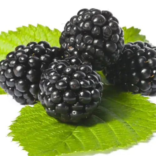 Brombeere, Haussorte