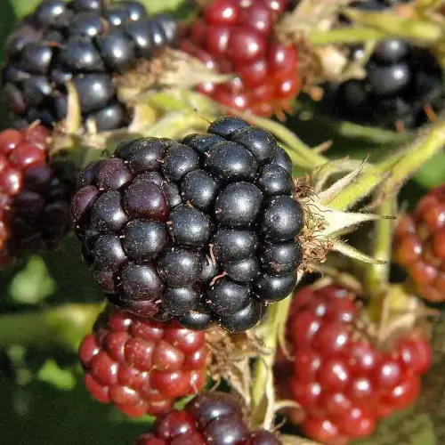 Brombeere, Spitzensorte