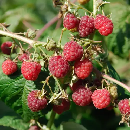 Himbeere rot, mittelfrüh