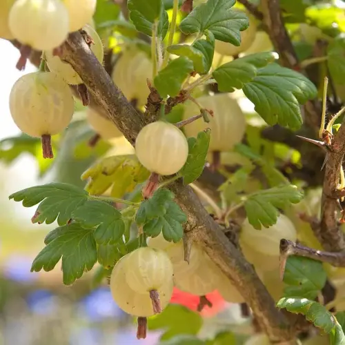 Stachelbeere, robust