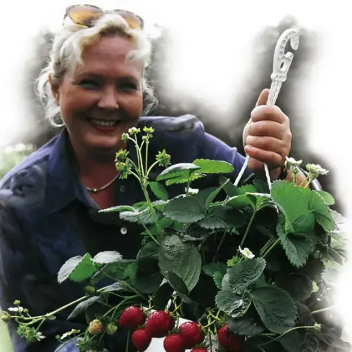 Super-Erdbeere "Elan"