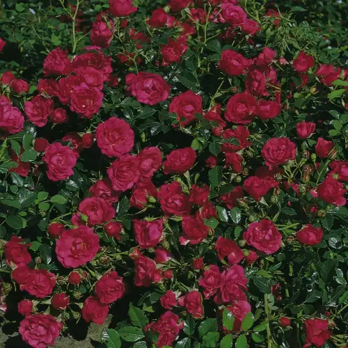 Teichrandrose, himbeerrot