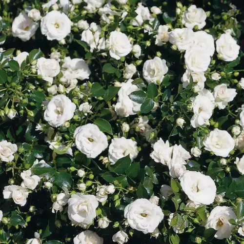 Artikelbild des Artikels “Teichrandrose, weiß-rosé “