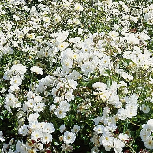 Teichrandrose, weiß