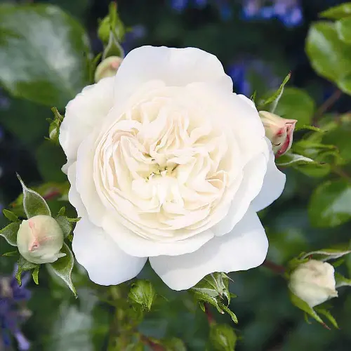 Artikelbild des Artikels “Teichrandrose, weiß, gefüllt “