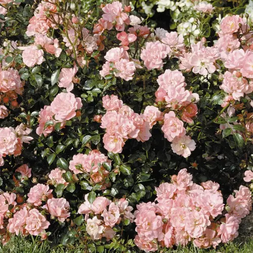 Teichrandrose, zartrosa