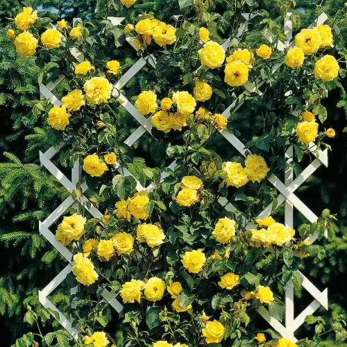 Kletterrose Goldstern ®