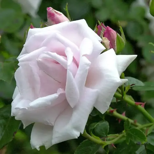 Kletterrose New Dawn ®