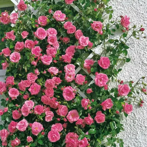 Kletterrose Lawinia ®