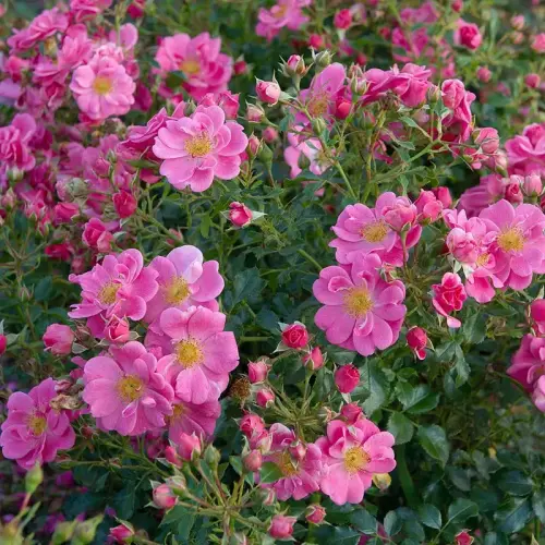 Rose Bienenweide ® Rosa