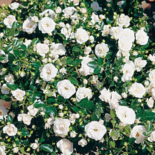 Teichrandrosen  weiß, 10 Stück