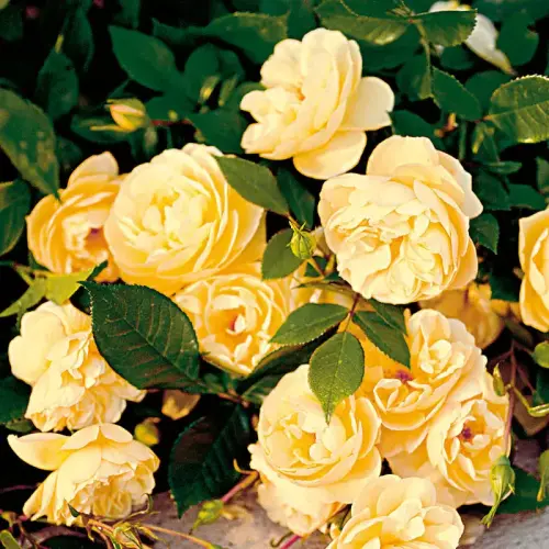 Teichrandrosen gelb, 10 Stück