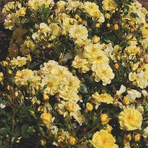 Rose Bienenweide ® Gelb