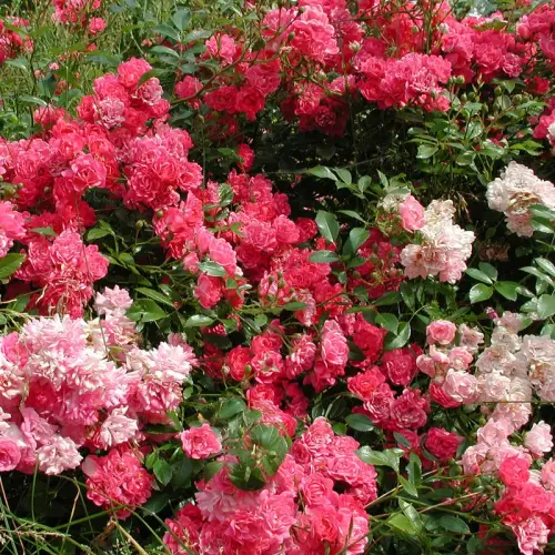 Teichrandrosen rosa, 10 Stück