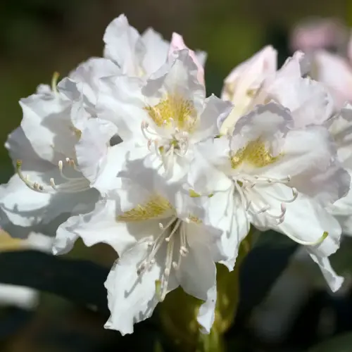 Rhododendron weiß
