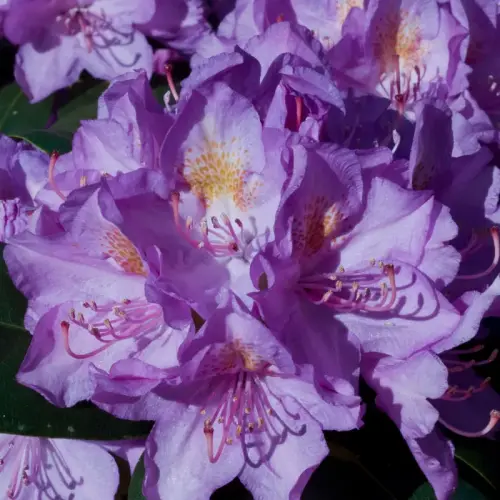 Rhododendron violett