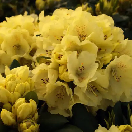 Rhododendron gelb