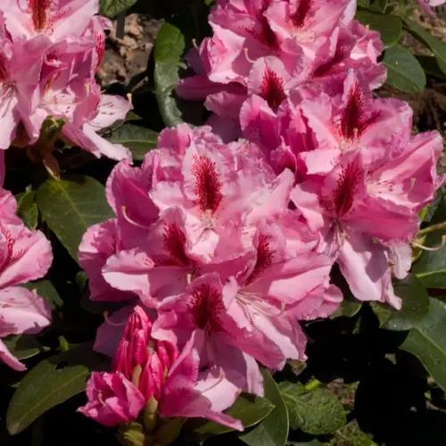 Rhododendron, Inkarho®, rosa