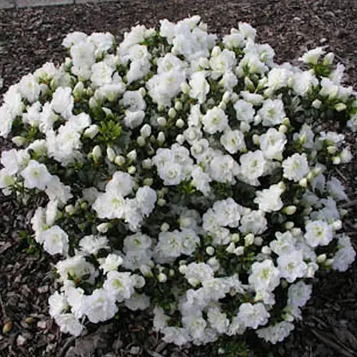 Niedrige Azalee, weiß