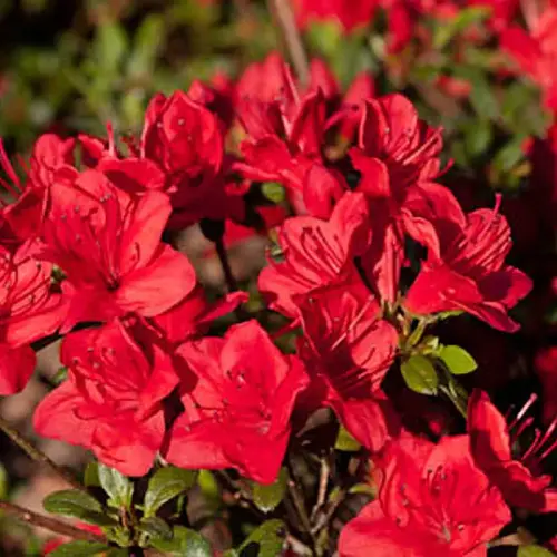 Niedrige Azalee, rot