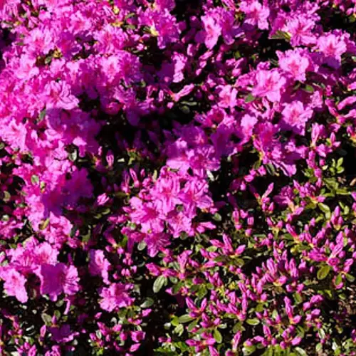 Niedrige Azalee, violett