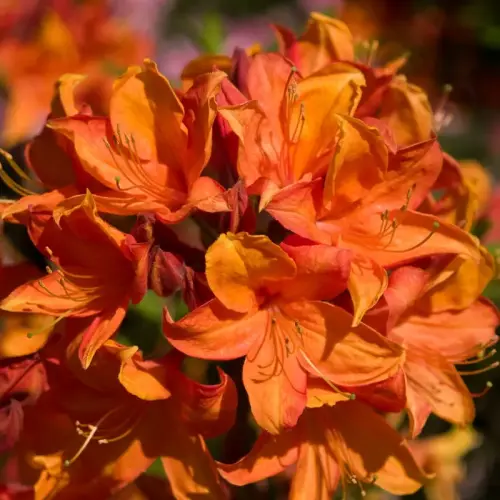 Hohe Azalee, hellorange